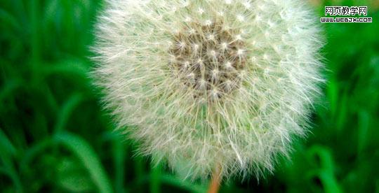 dandelion