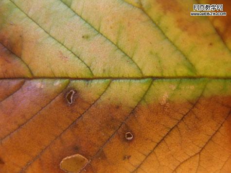 Dead Leaf Textures